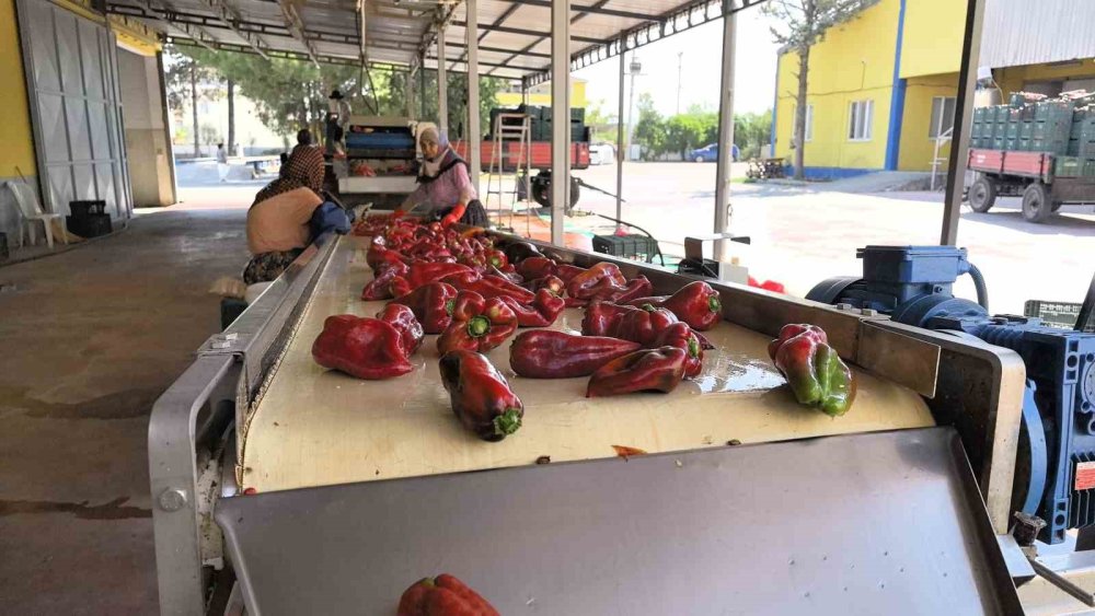 Kadınların Ürettiği Salçalar Hollanda’ya İhraç Ediliyor