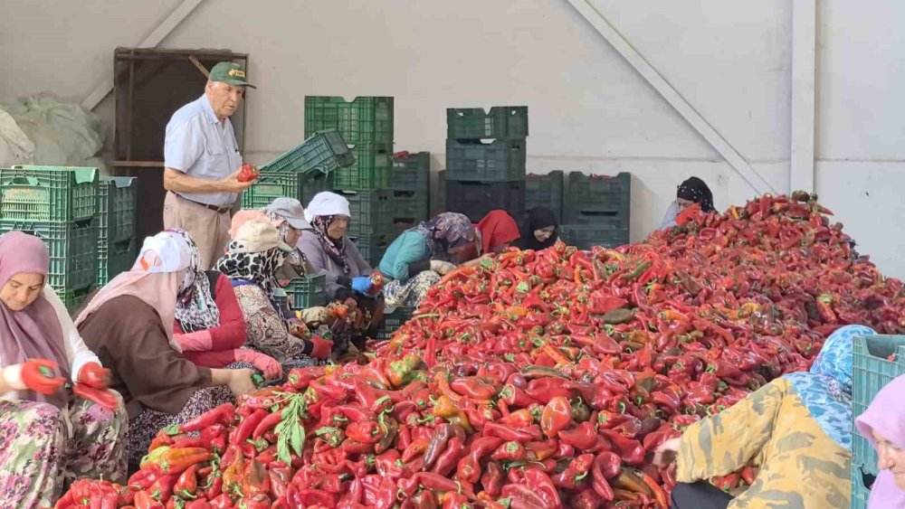 Kadınların Ürettiği Salçalar Hollanda’ya İhraç Ediliyor