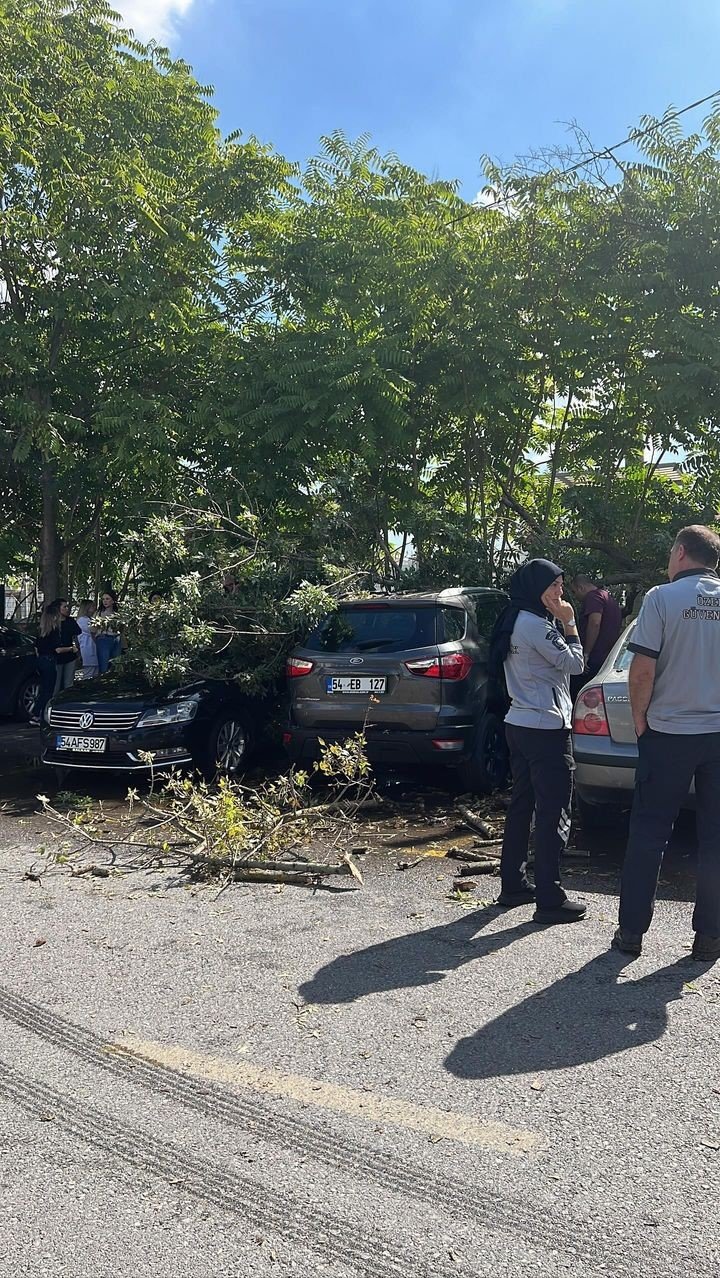 Çürüyen Ağaç Devrildi, 4 Araç Hasar Gördü