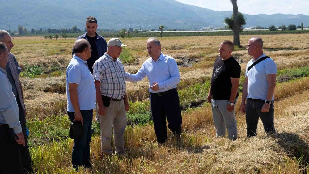 Çeltik Hasadı Başladı