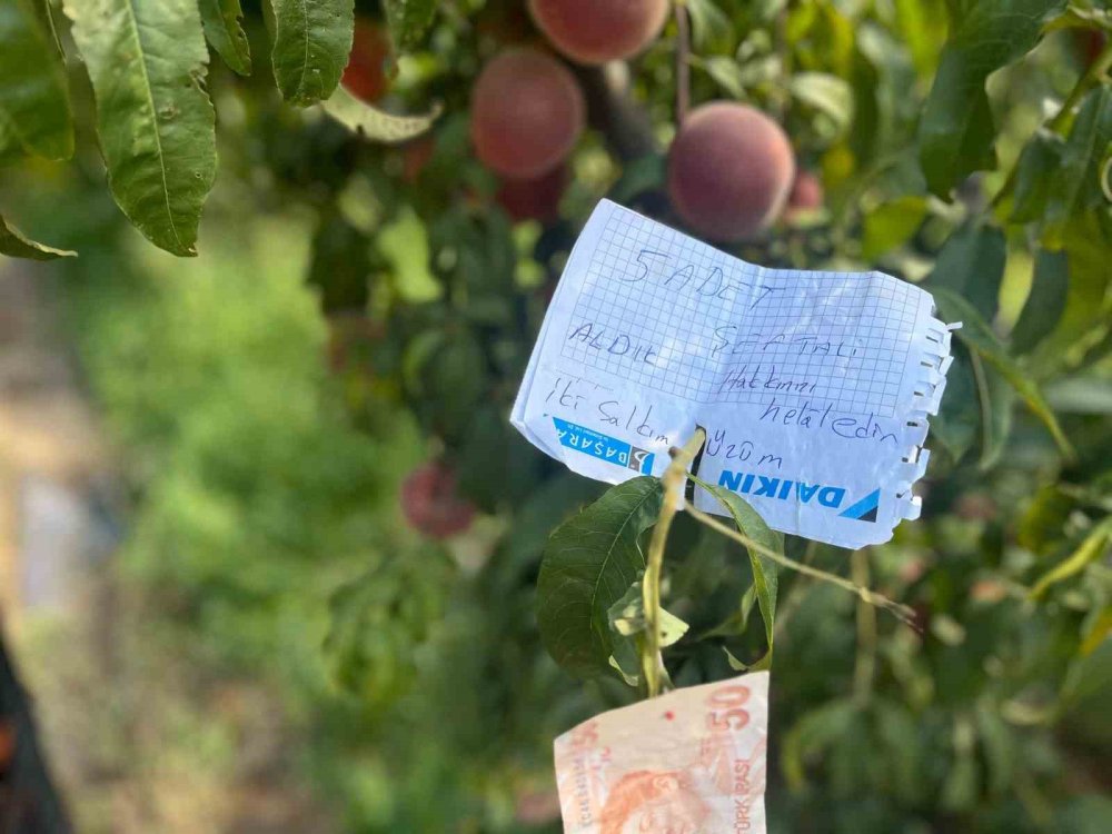 Şeftali Ağacına Asılan Not Kalpleri Isıttı