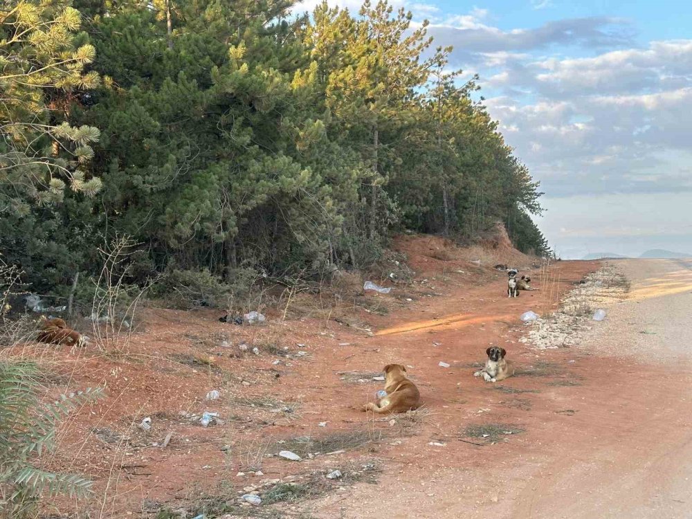 Vatandaşlar Sürü Halindeki Köpeklerden Tedirgin