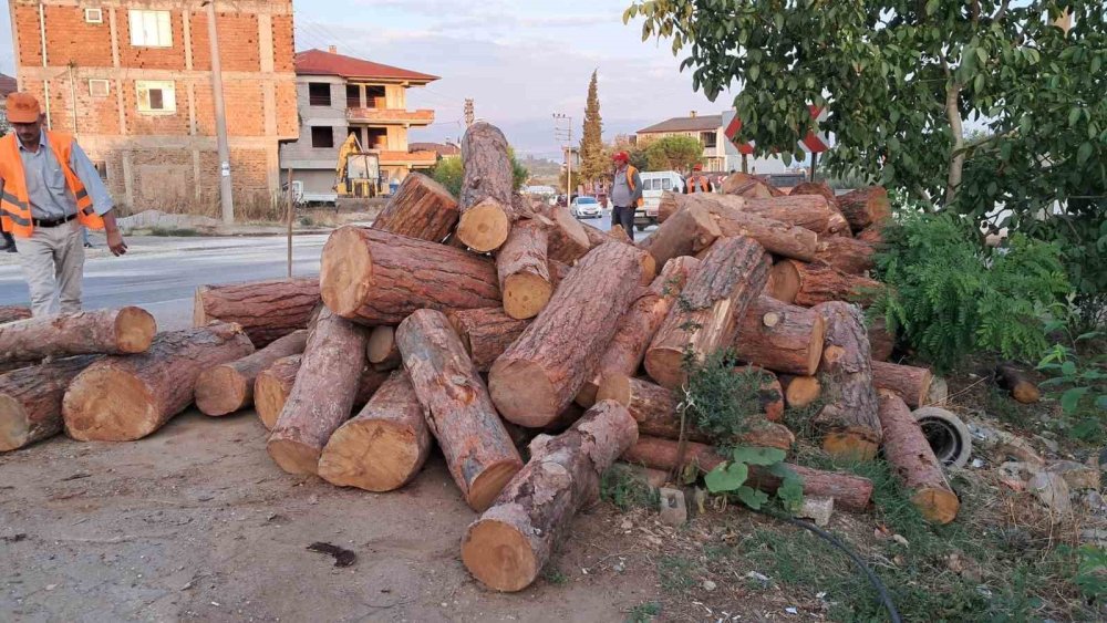 Kamyon Virajı Alamayınca Tomruklar Yola Saçıldı