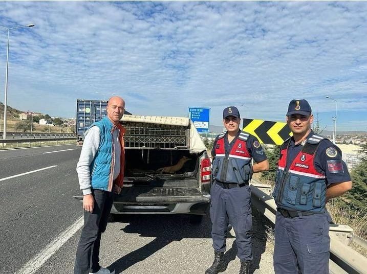 Yaralı Kediye Jandarma Yardım Etti