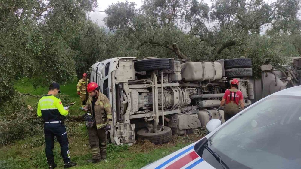 Çimento Yüklü Tanker Zeytinliğe Devrildi