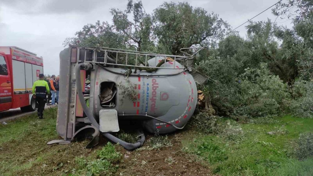 Çimento Yüklü Tanker Zeytinliğe Devrildi