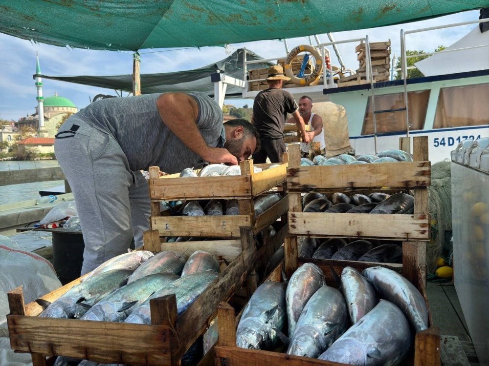 Karadeniz’de Palamut Bolluğu Bekleniyor