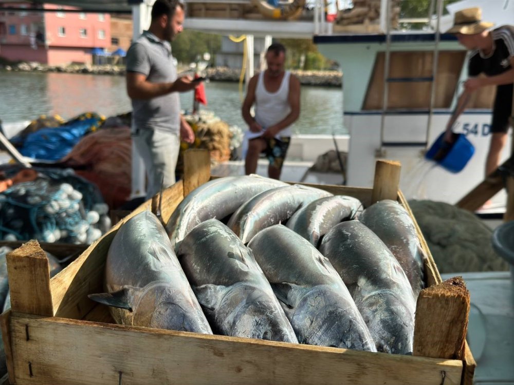 Karadeniz’de Palamut Bolluğu Bekleniyor