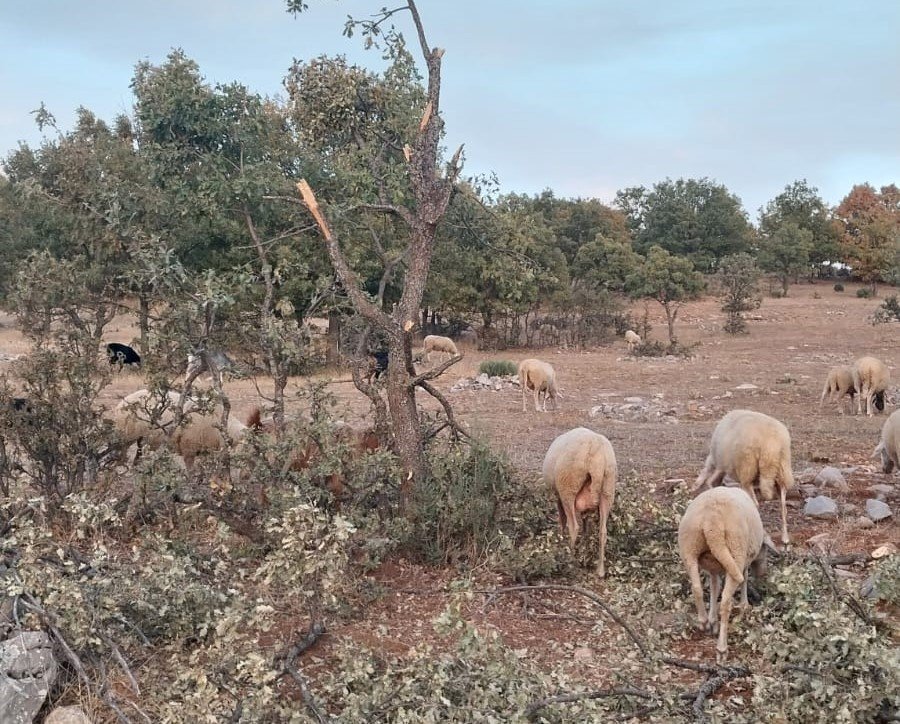 Ayı Koyunu Parçaladı, Çobanlar Tedirgin