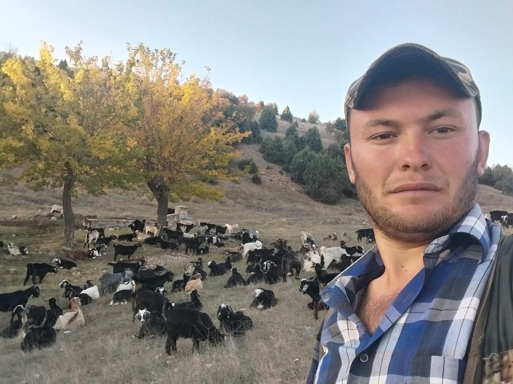 Ayı Koyunu Parçaladı, Çobanlar Tedirgin