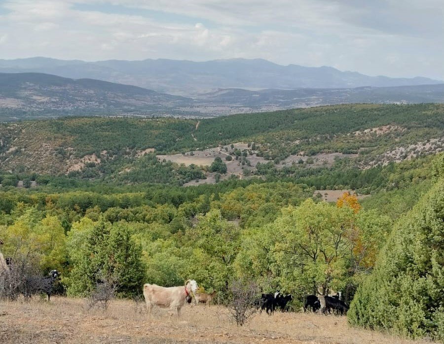 Ayı Koyunu Parçaladı, Çobanlar Tedirgin