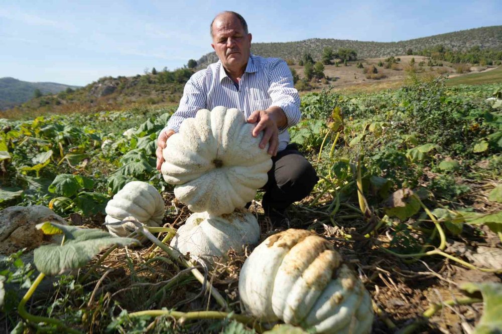 Bilecik'te üretiliyor, 40 şehre satılıyor