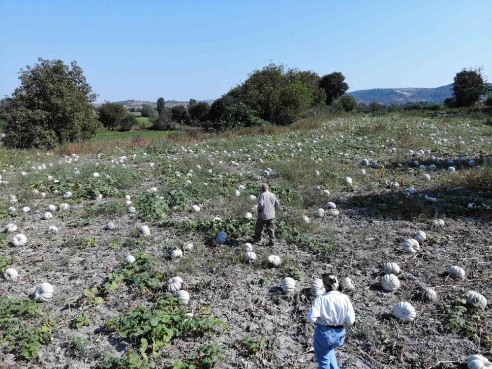 Bilecik'te üretiliyor, 40 şehre satılıyor