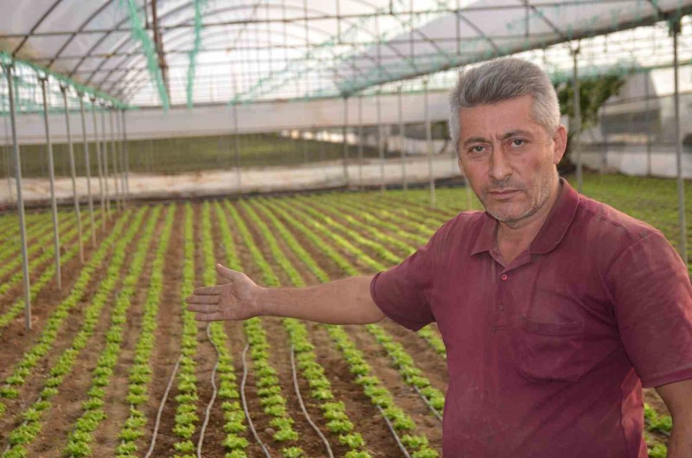 Türkiye’nin Marul İhtiyacının 5’te 1’i Marmara’nın Küçük Antalya’sından Karşılanıyor