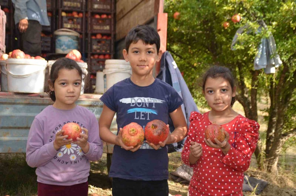 ’Deve Dişi’ Narında Bu Yıl Verim Yüksek