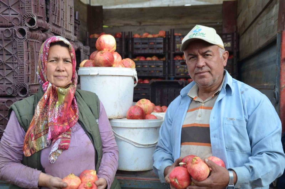 ’Deve Dişi’ Narında Bu Yıl Verim Yüksek