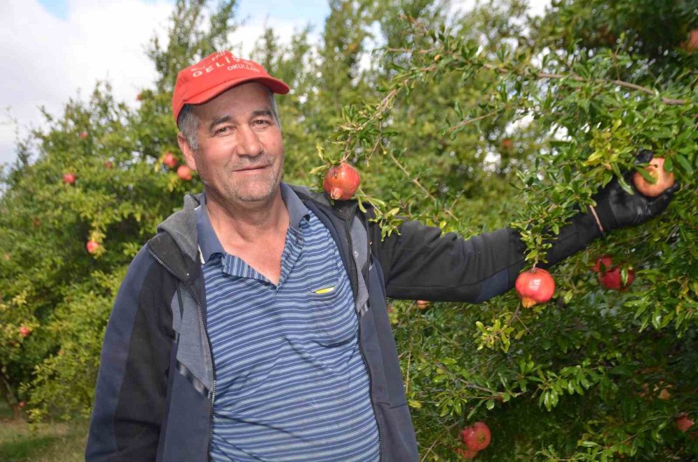 ’Deve Dişi’ Narında Bu Yıl Verim Yüksek