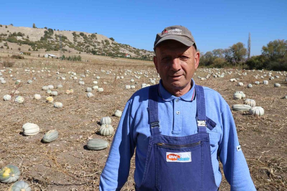 Tarlada 5, 11 Kilometre Uzaklıktaki Pazarda İse 30 Liradan Satılıyor