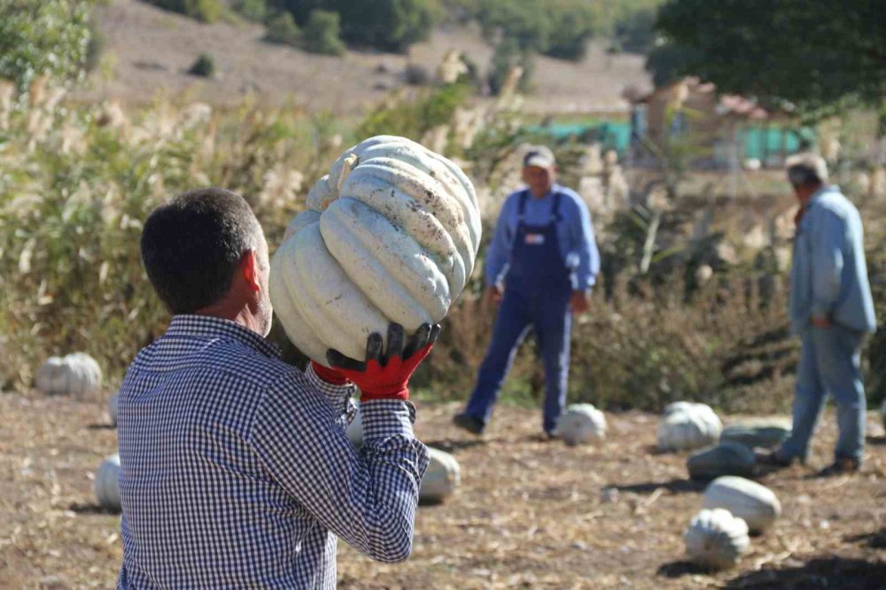 Tarlada 5, 11 Kilometre Uzaklıktaki Pazarda İse 30 Liradan Satılıyor