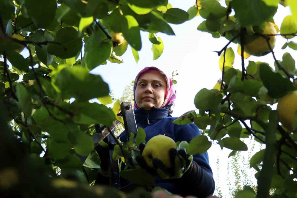 Dalların Altın Sarısında Hasat Zamanı