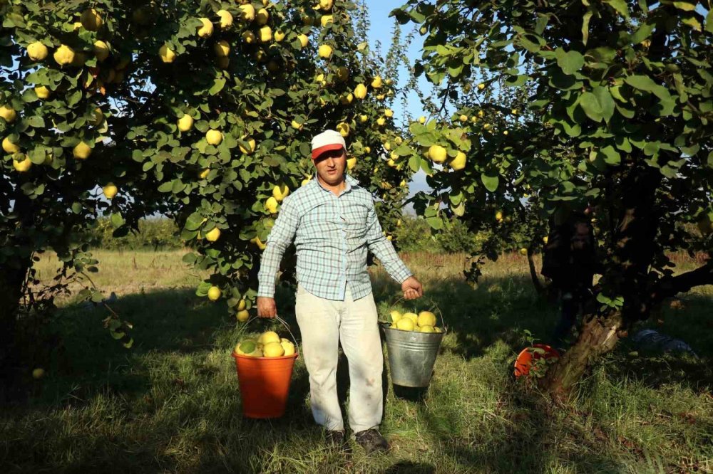 Dalların Altın Sarısında Hasat Zamanı