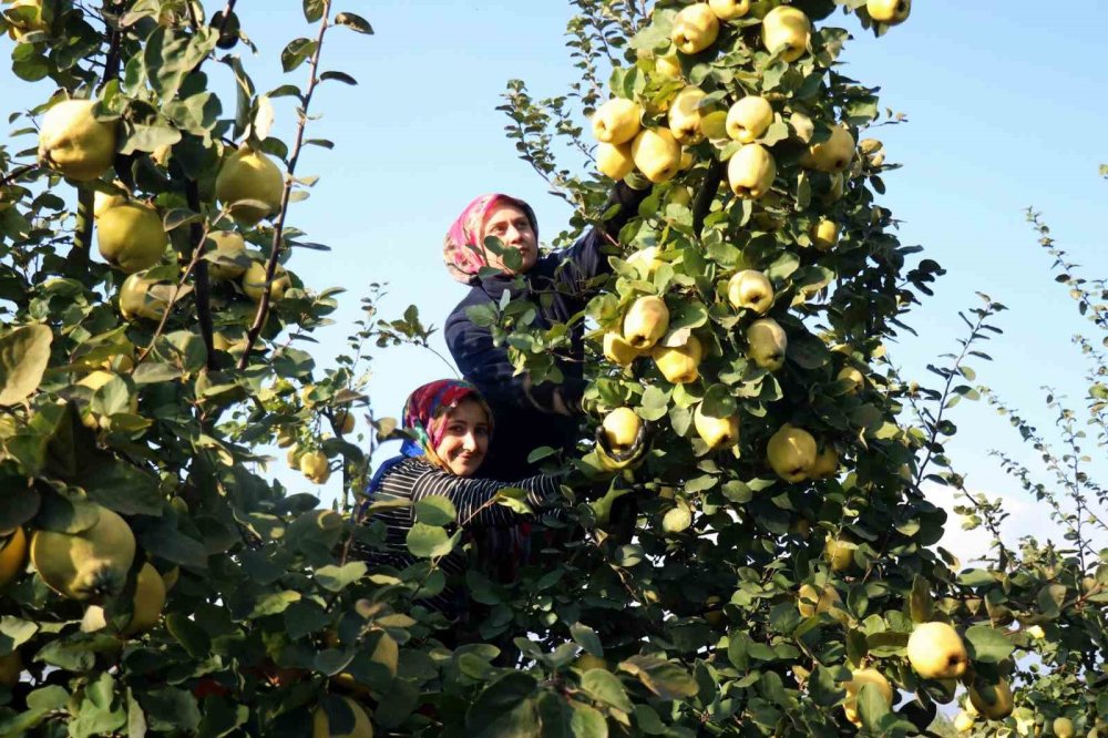 Dalların Altın Sarısında Hasat Zamanı