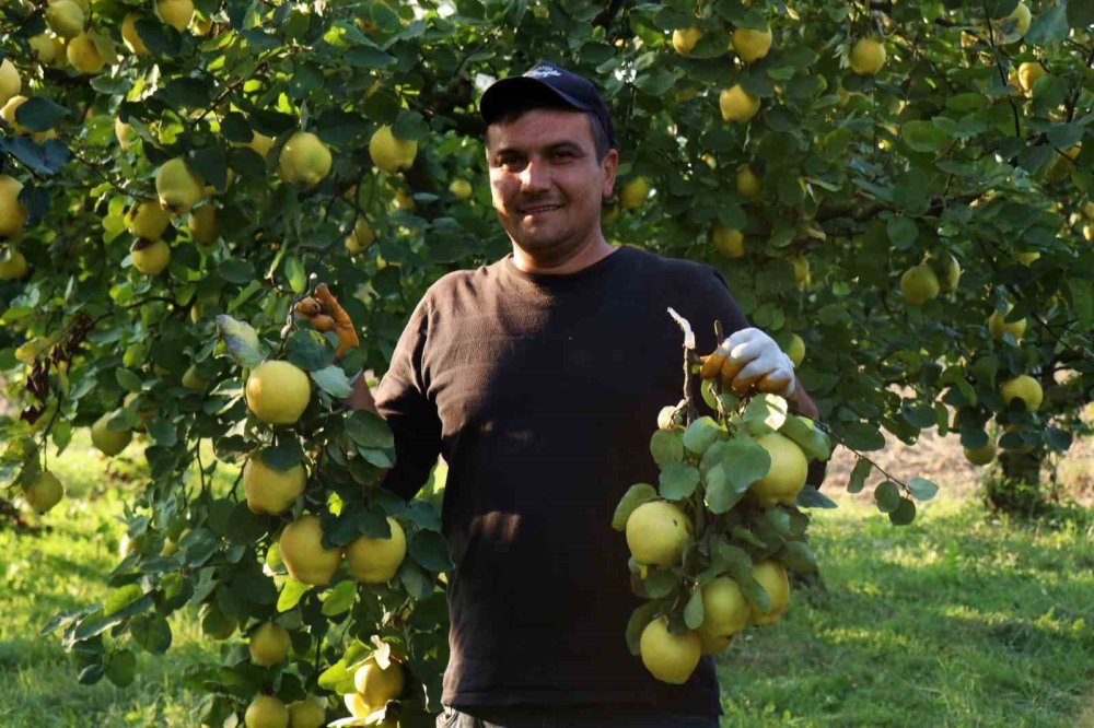 Dalların Altın Sarısında Hasat Zamanı