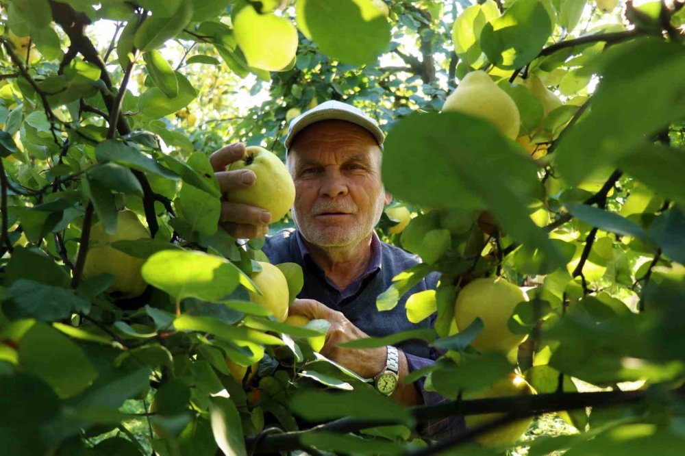 Dalların Altın Sarısında Hasat Zamanı