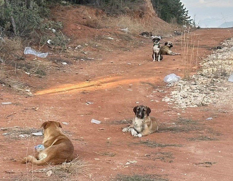 Vatandaşlar Sahipsiz Köpek Korkusundan Sokağa Çıkamıyor