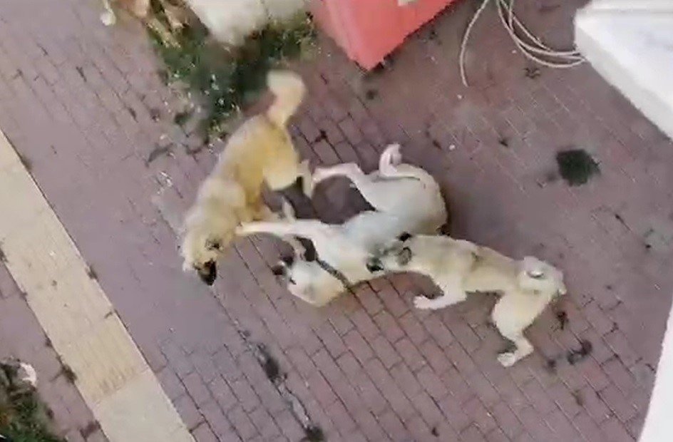 Vatandaşlar Sahipsiz Köpek Korkusundan Sokağa Çıkamıyor