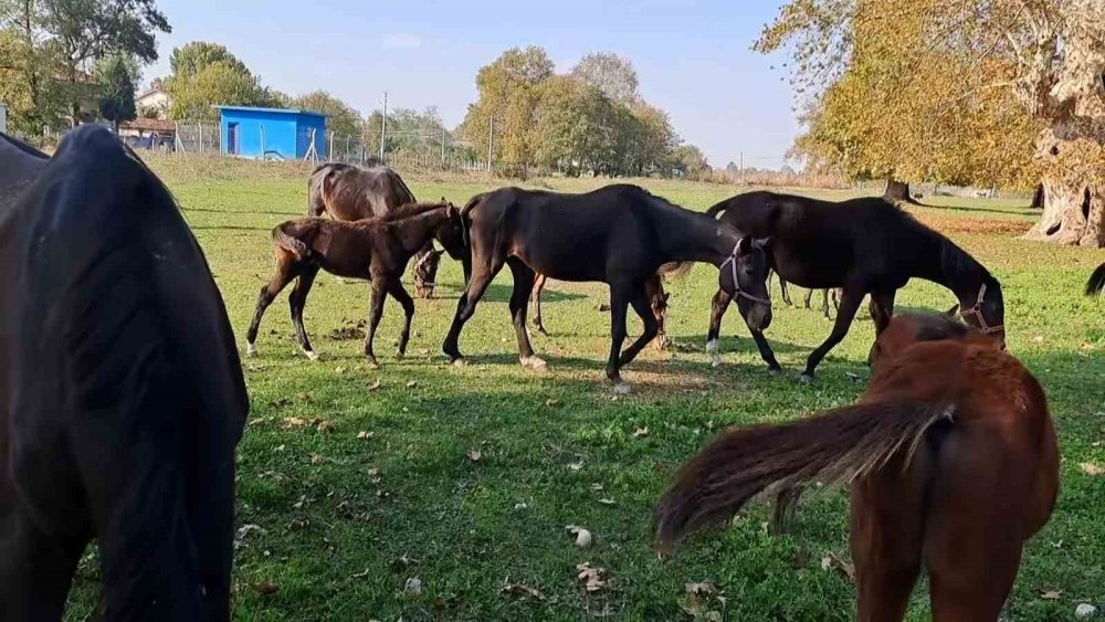 At Sevgisiyle Başlayan Hobi Hipodromda Devam Ediyor