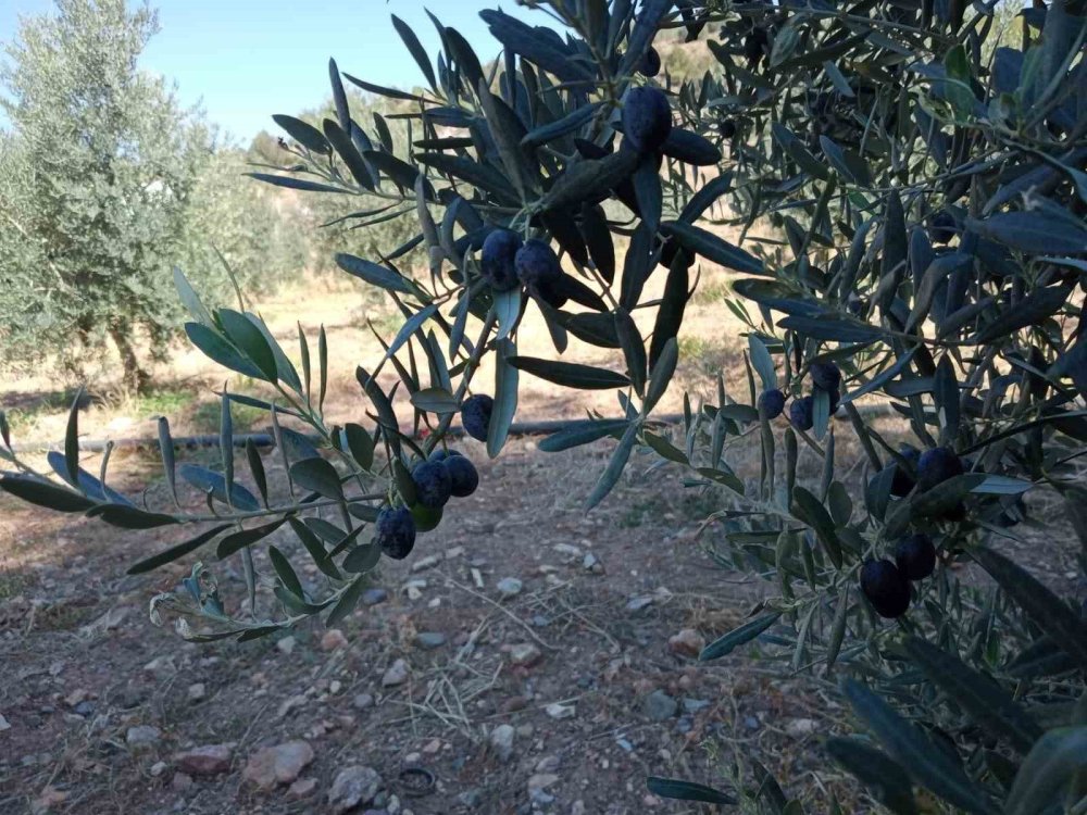 Çiftçiler Dönümden 2 Ton Zeytin Aldı, Yüzleri Güldü