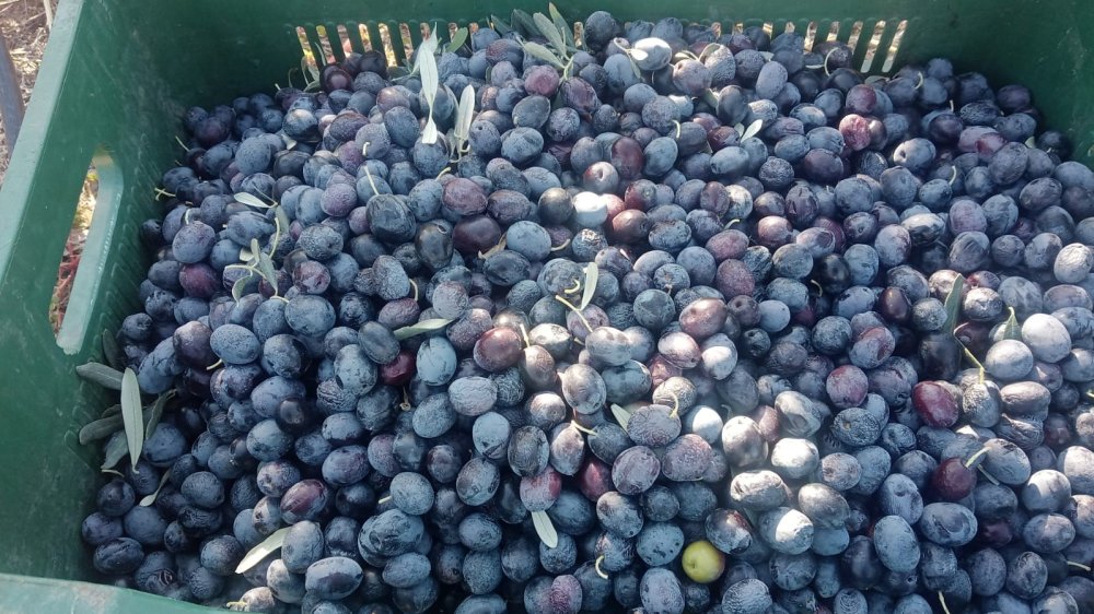 Çiftçiler Dönümden 2 Ton Zeytin Aldı, Yüzleri Güldü