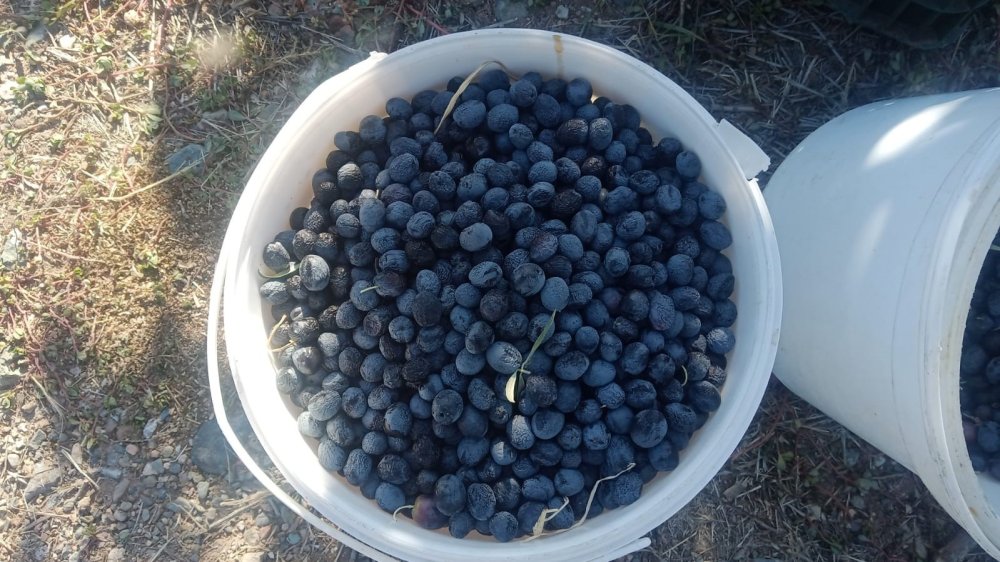 Çiftçiler Dönümden 2 Ton Zeytin Aldı, Yüzleri Güldü