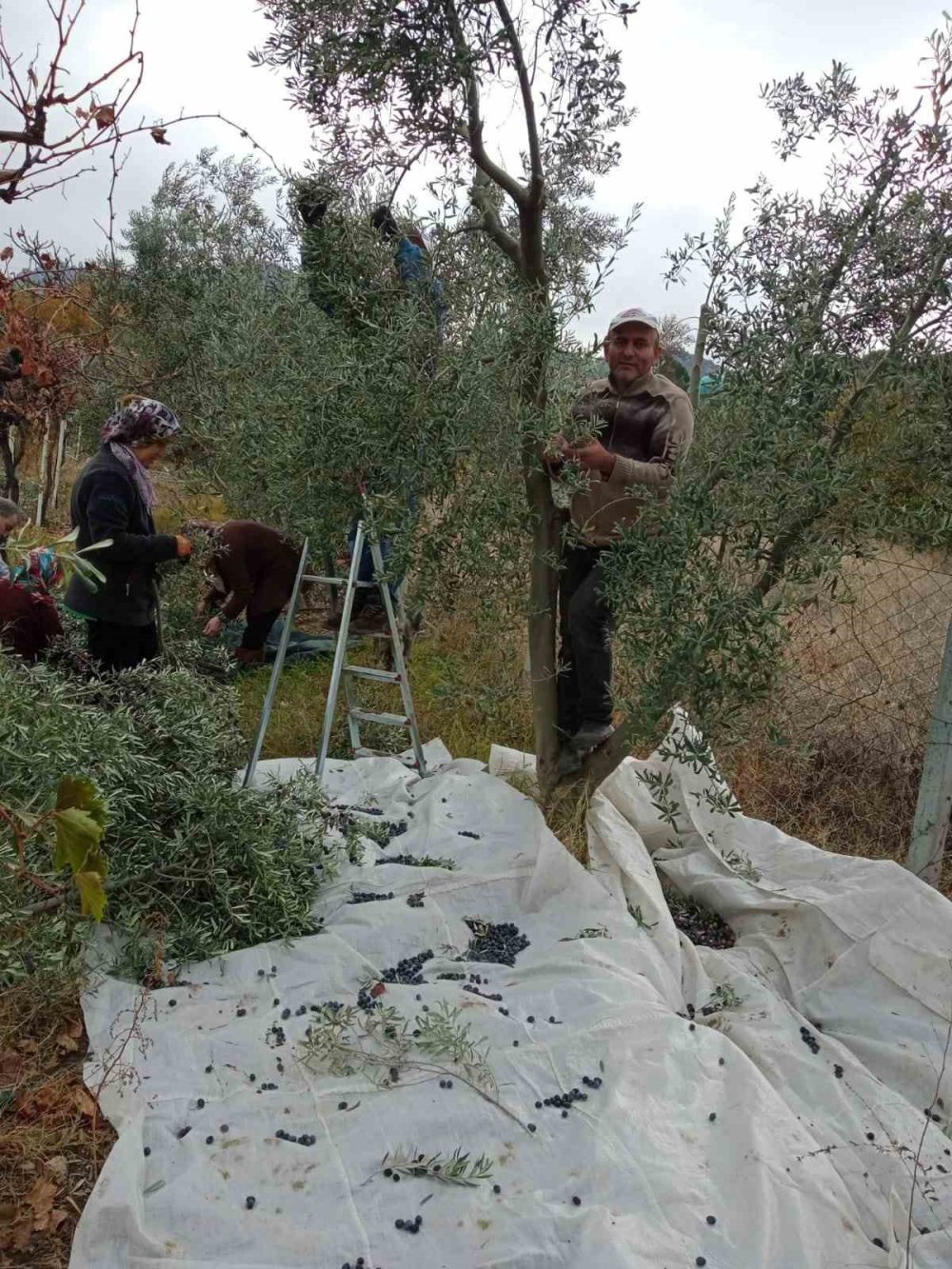 Çiftçiler Dönümden 2 Ton Zeytin Aldı, Yüzleri Güldü