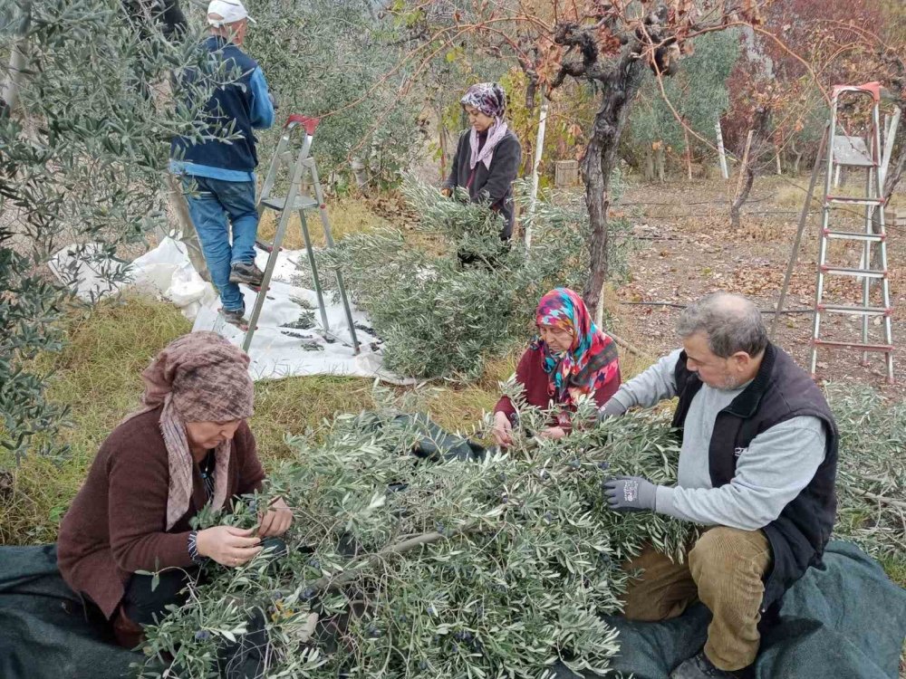 Çiftçiler Dönümden 2 Ton Zeytin Aldı, Yüzleri Güldü