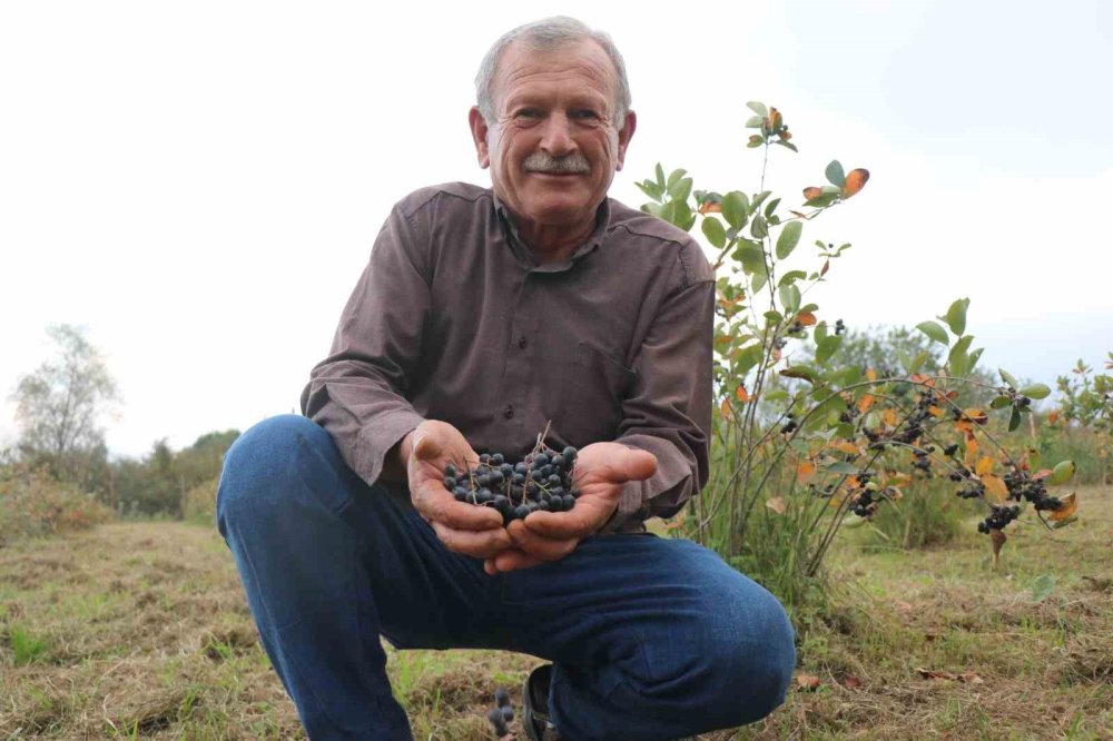 Eşinin Rahatsızlığı İçin Ektiği Meyvenin Taleplerine Yetişemiyor