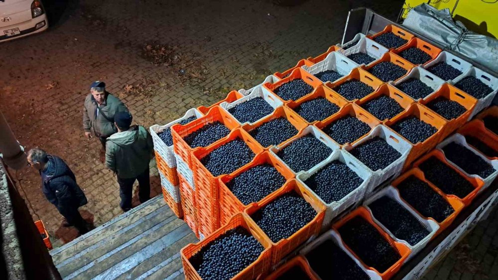 Zeytin Üreticilerinin Tarım Kredi Çilesi