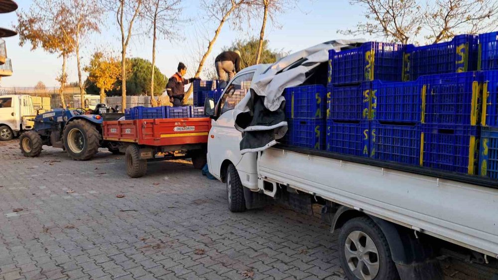 Zeytin Üreticilerinin Tarım Kredi Çilesi