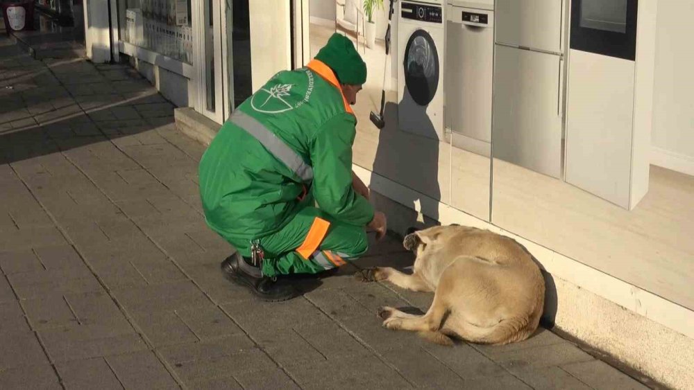 Belediye Çalışanının Köpekle Keyifli Vakit Geçirmesi İçleri Isıttı