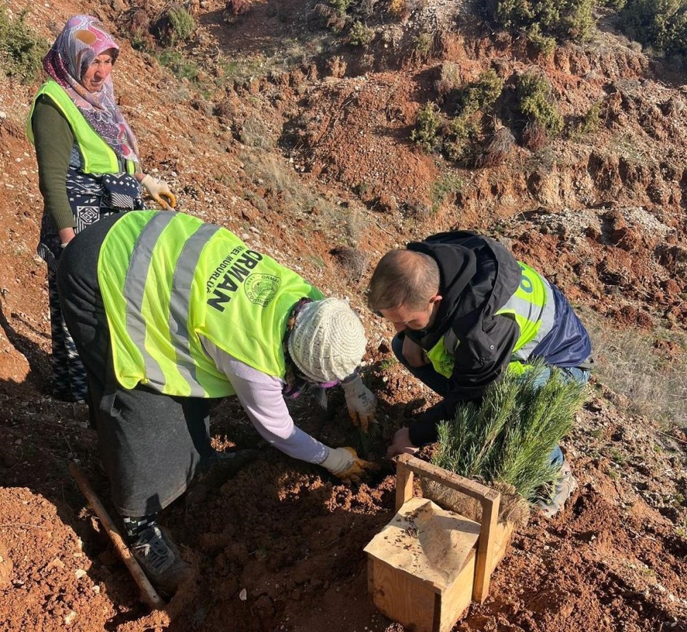 43 Bin 300 Fidan Toprakla Buluştu