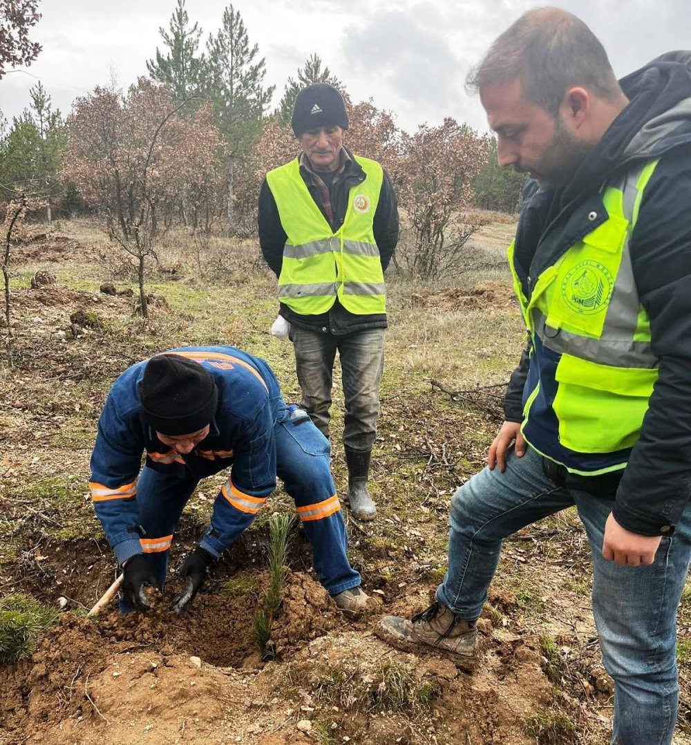 43 Bin 300 Fidan Toprakla Buluştu