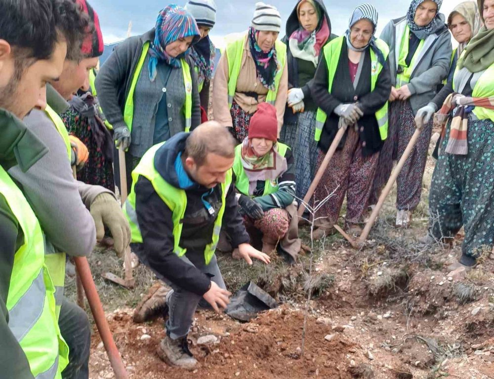 43 Bin 300 Fidan Toprakla Buluştu