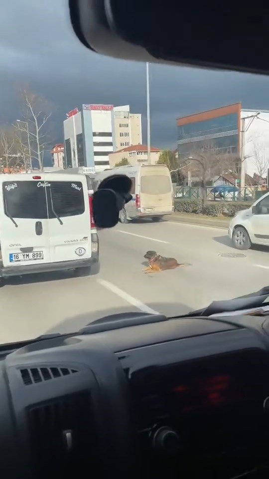 Yolun Ortasında Oturan Köpek Trafiği Kilitledi