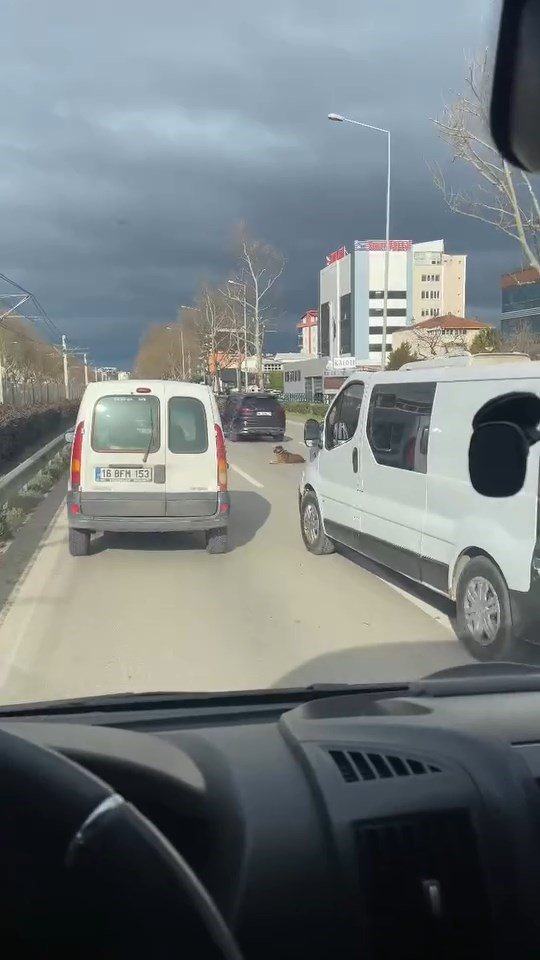 Yolun Ortasında Oturan Köpek Trafiği Kilitledi