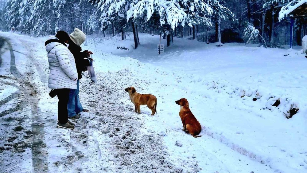 Kocayayla Geçidi'nde kar manzarası