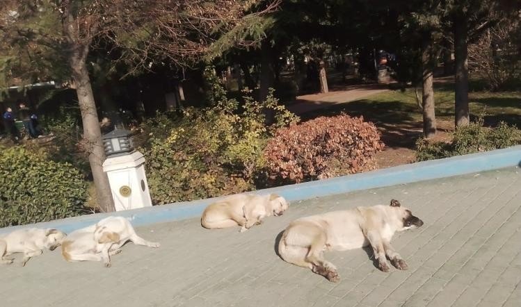 Isınmak İsteyen Sokak Köpekleri Kaldırımda Güneşlendi