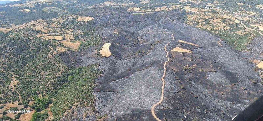 Ormanlar Küllerinden Doğuyor