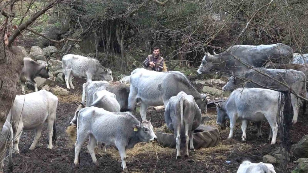 750 Yıllık Safkan Yerli Hayvanları Kurşuna Dizdiler