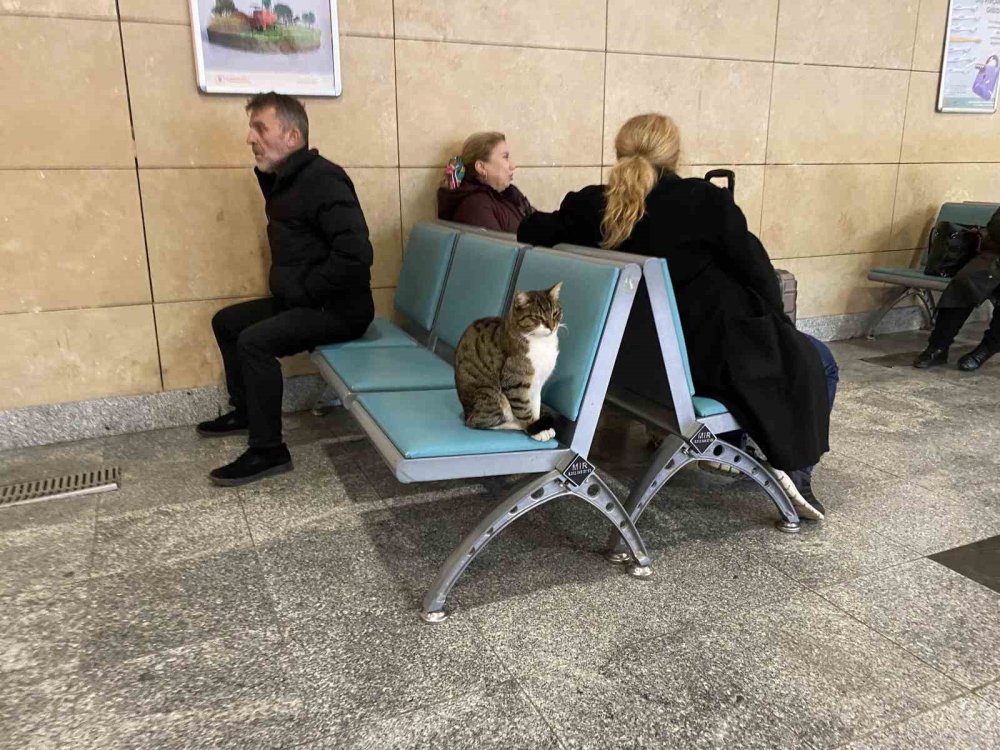 Soğuktan Üşüyen Hayvanlar Isınmak İçin Tren Garına Sığındı